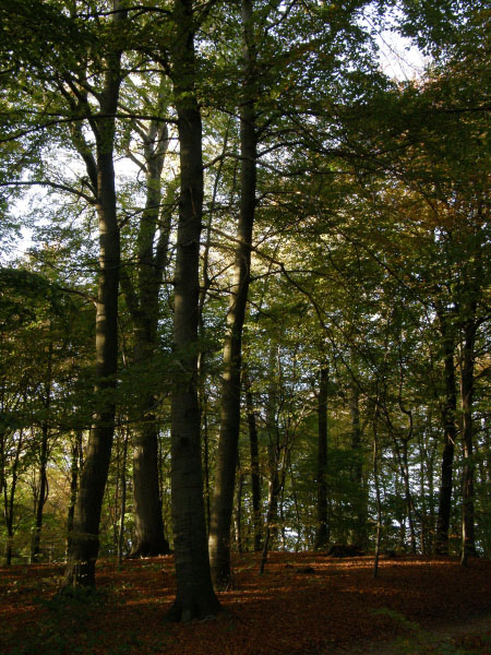 Kongens Lyngby