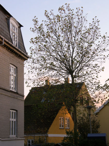 Kongens Lyngby