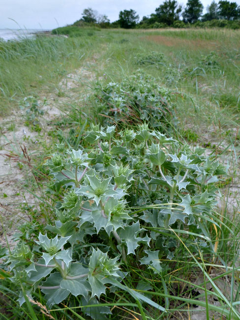 Ølejr på Lyø 2013