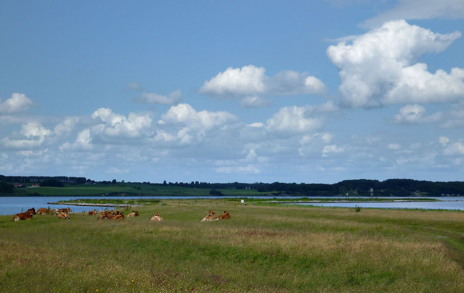 Ølejr på Lyø 2013