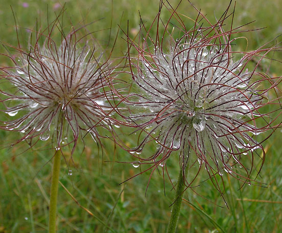 Nikkende kobjælde, Pulsatilla pratensis