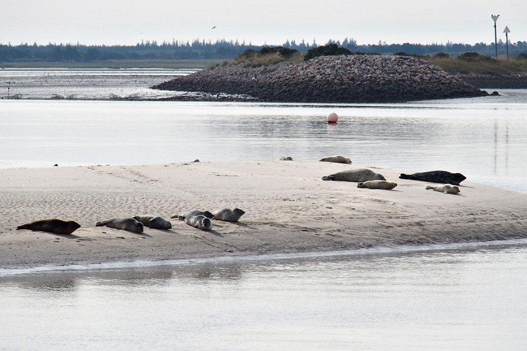 Fanø