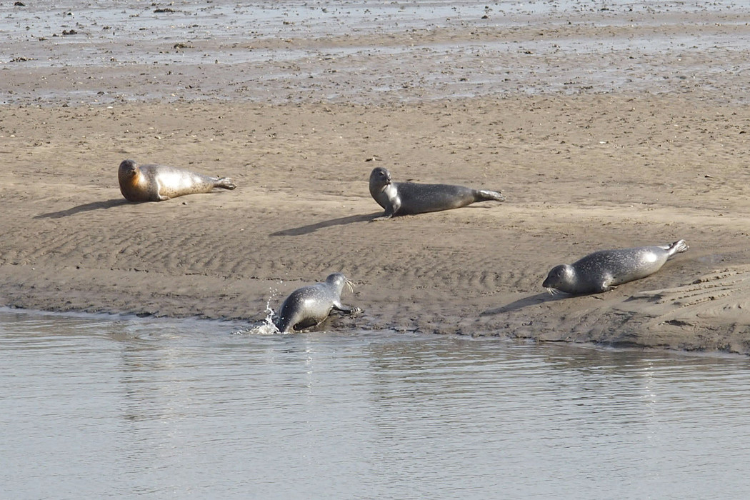Fanø