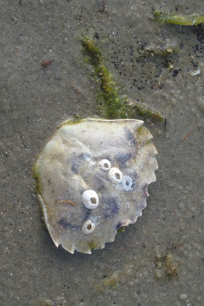 Fanø