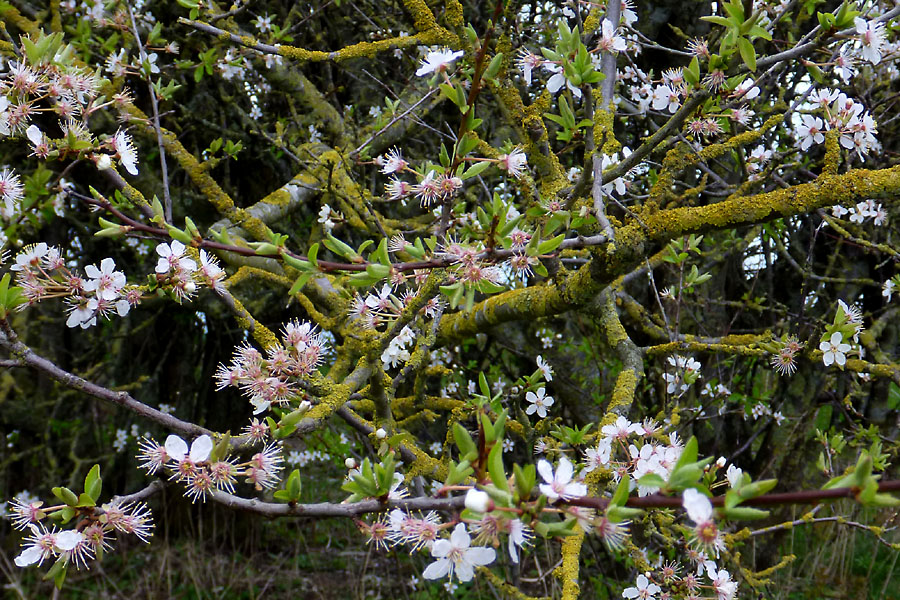 Stevns Klit Trampesti, april 2014