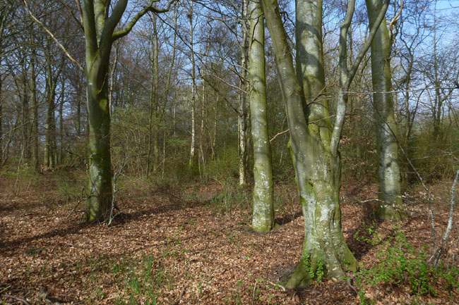 Stevns Klit Trampesti, april 2014