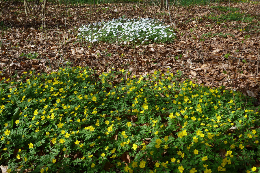 Stevns Klit Trampesti, april 2014