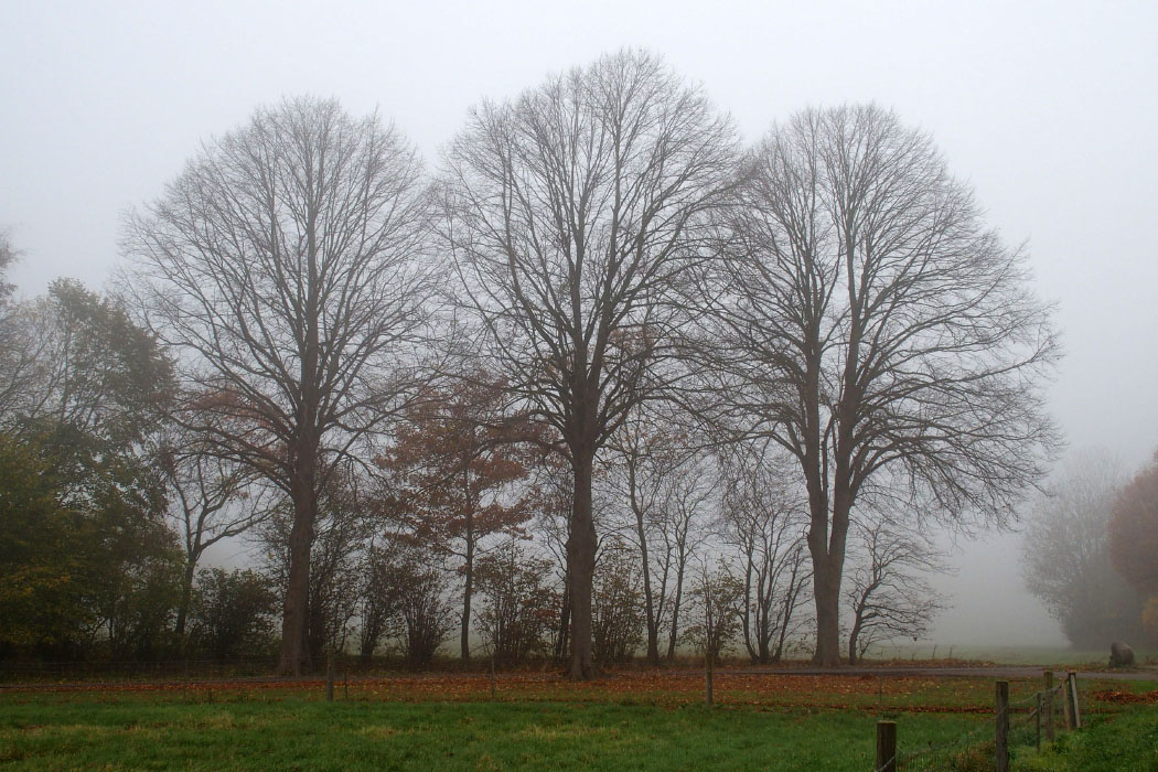Tystup-Bavelse