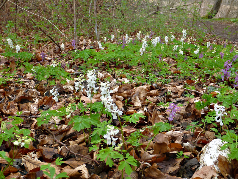 Boserup Skov