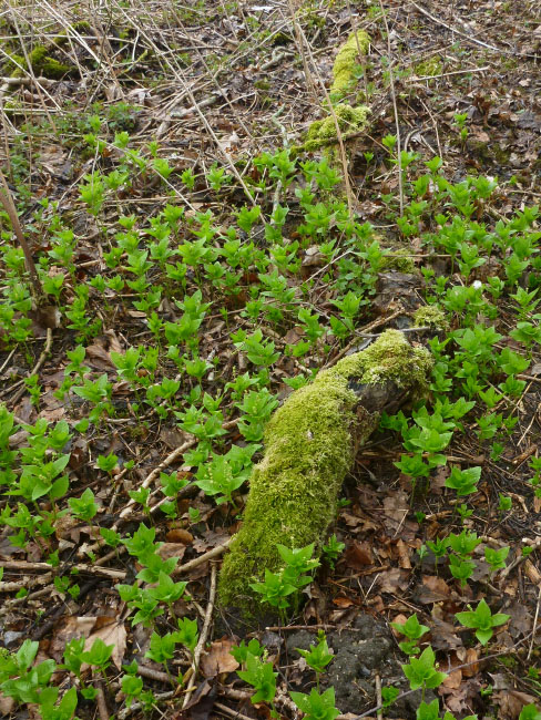 Boserup Skov