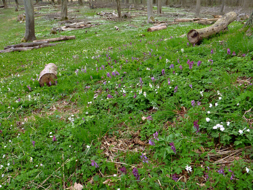 Boserup Skov