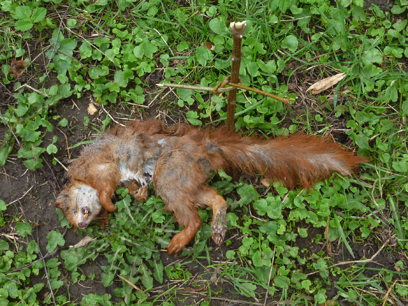 Boserup Skov