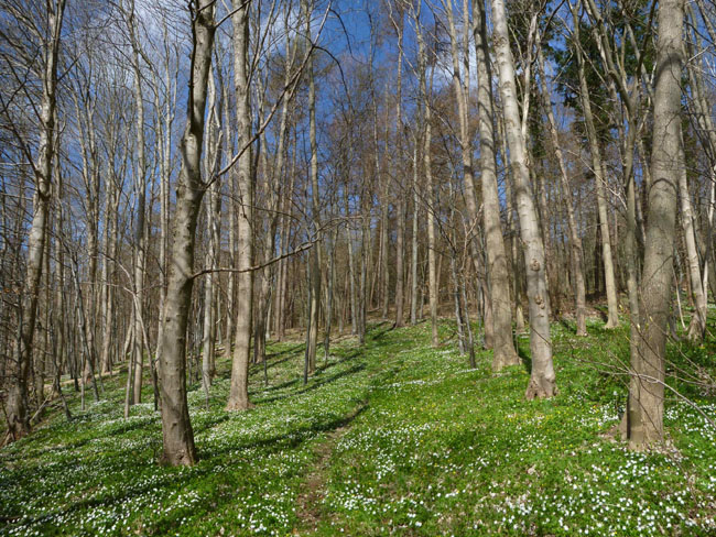 Vandring Hvalsø-Haraldsted