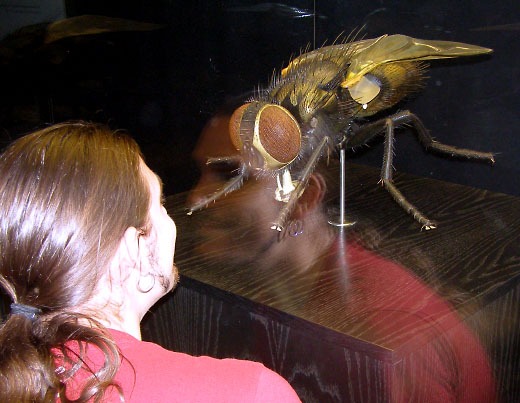 Museum für Naturkunde, Berlin