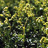 Alchemilla alpina