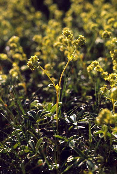 Alchemilla alpina