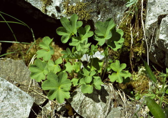 Alchemilla glomerulans