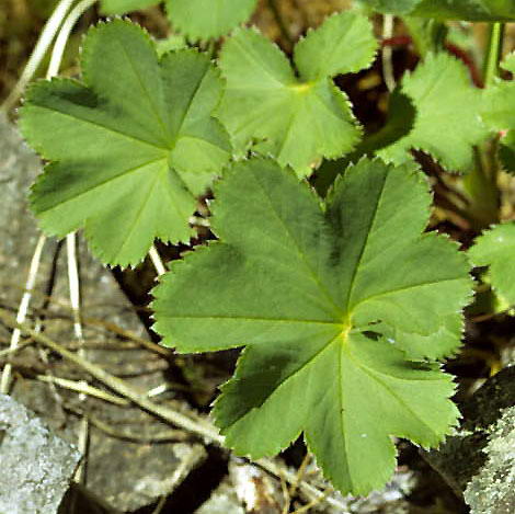 Alchemilla glomerulans