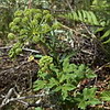 Angelica archangelica