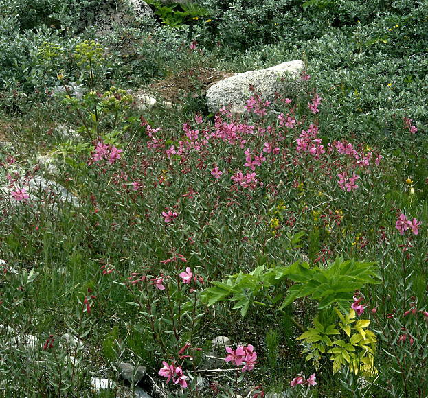 Angelica archangelica