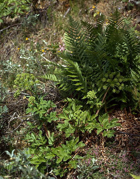 Angelica archangelica