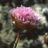 Armeria scabra ssp. labradorica