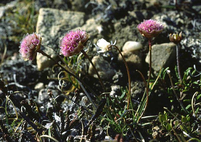 Armeria scabra ssp. labradorica