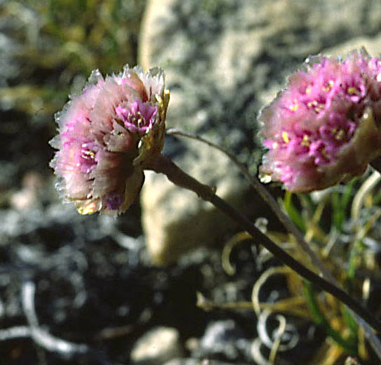 Armeria scabra ssp. labradorica