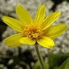 Arnica angustifolia