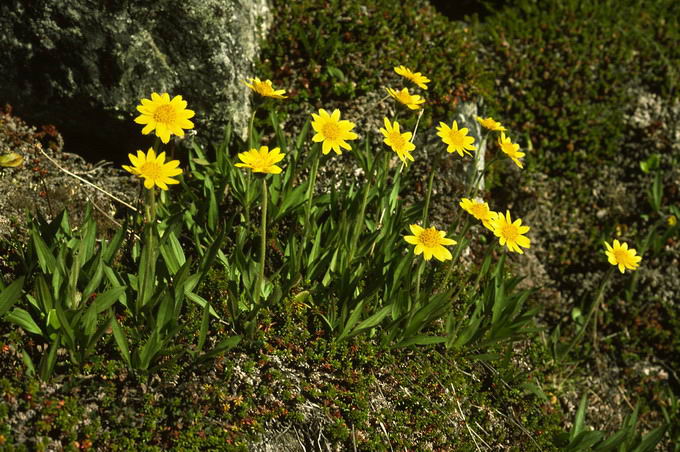 Arnica angustifolia