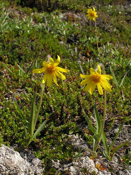 Arnica angustifolia