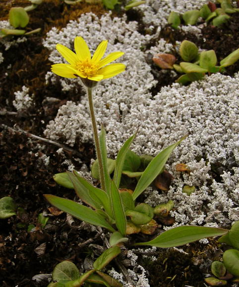 Arnica angustifolia