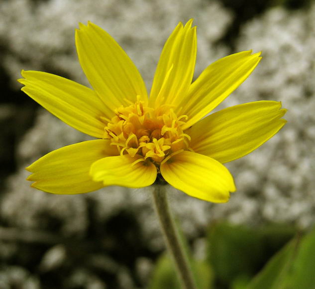 Arnica angustifolia