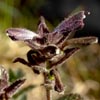 Bartsia alpina