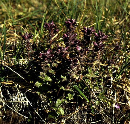 Bartsia alpina