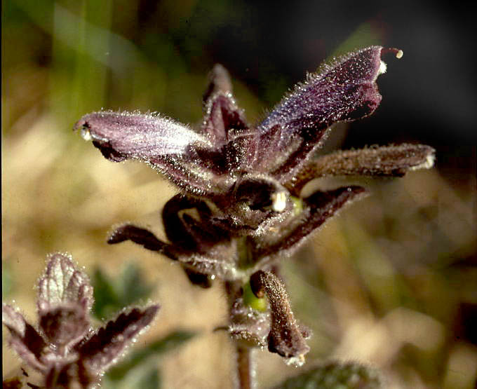 Bartsia alpina