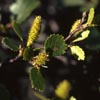 Betula glandulosa