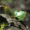 Betula pubescens