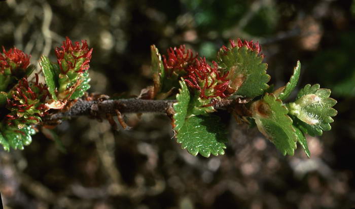 Betula nana