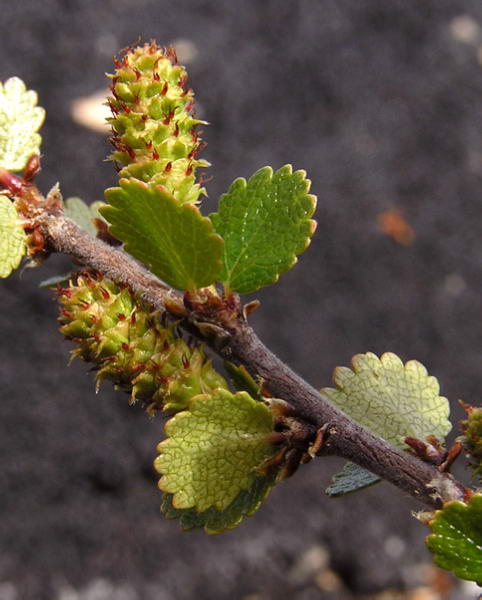 Betula nana