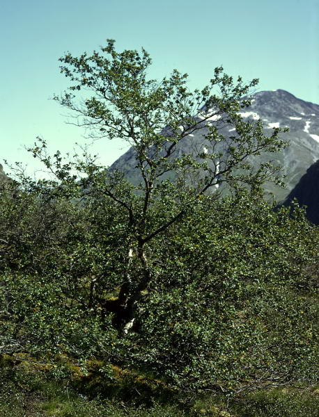 Betula pubescens