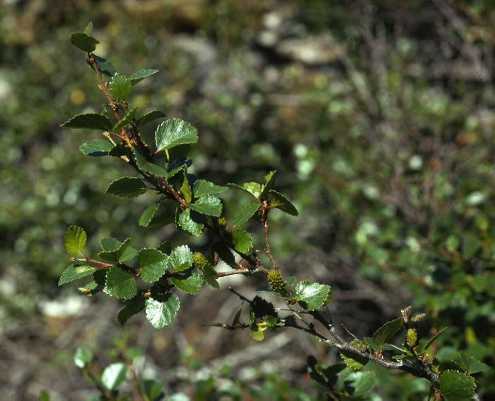 Betula pubescens