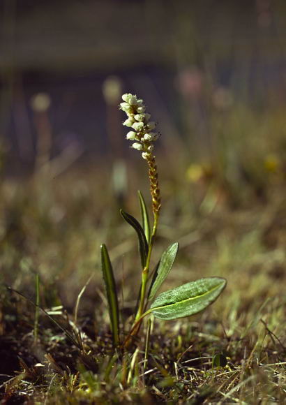 Bistorta vivipara