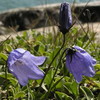 Campanula gieseckiana