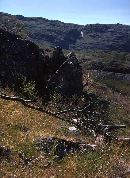 Campanula gieseckiana