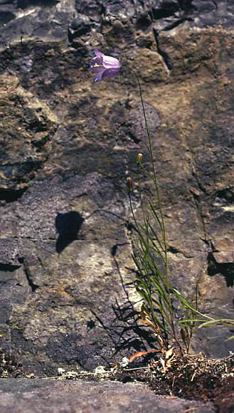 Campanula gieseckiana