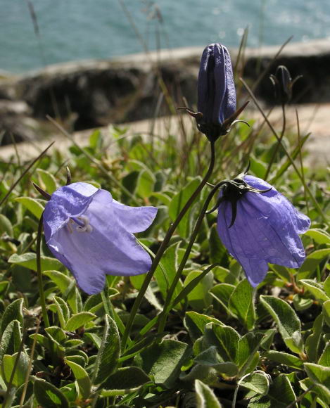 Campanula gieseckiana