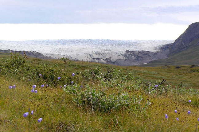 Campanula gieseckiana