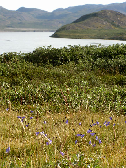 Campanula gieseckiana