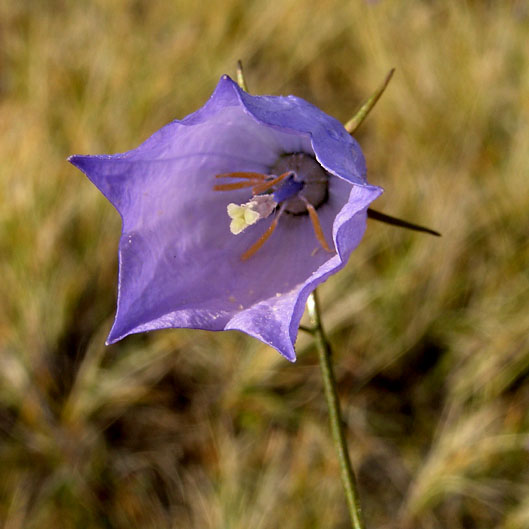 Campanula gieseckiana